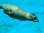 Save Marine Wildlife from Deadly Nitrogen Runoff