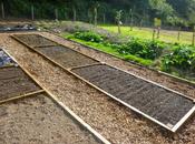 Planting Onions Tidying Woodland