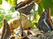 Gibraltar Botanic Garden