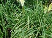 Kniphofia ‘Ice Queen’