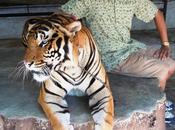 Tiger Mauling Incident Dredges Memory