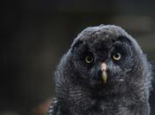 California Drought, These Animals Silent Sufferers