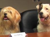 Behind Glass Mirror: Dogs Give Feedback Focus Group