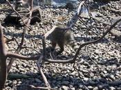 Wildness Preservation Raccoons, Raccoons Wild