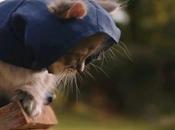 Assassin’s Creed Kittens: Most Adorable You’ll Ever