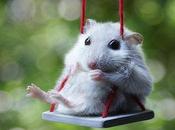 Images Animals Swings