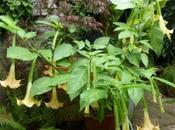 Brugmansia Looking Beauteous