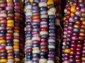 Monsanto Announces ‘Global Center’ Developing Corn