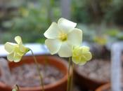 Potted Delights Oxalis Perdicaria ‘Citrino’