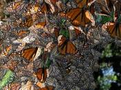 Monarch Butterflies Found (and Lost) Their Migration