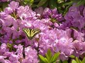 Butterflies: Death Resurrection Theory