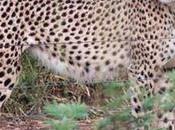 Study: Cheetah Population Dwindling