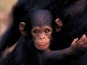 Chimps Seen Learning from Another; Scientists Running Fear