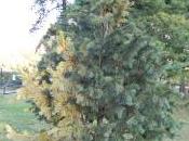 Pinus Flexilis ‘Vanderwolf’s Pyramid’