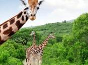 Healthy Days Johannesburg