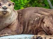 Otterly Cute