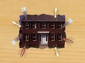 Much Termite Pressure Your Home?