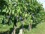 Grapes..Galileo Risotto with White Grapes