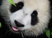 Panda Habitat Threatened