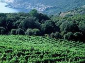 Wines Corsica