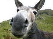 Sheep, Goats Jackasses