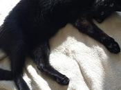 It's Dog's (and Cat's) Life