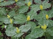 Yellow Trillium Luteum