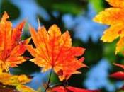 ‘Autumn Leaves’ Song Seasons