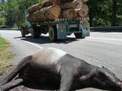 Roads Benefit People Have Massive Environmental Costs