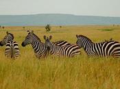 Fears Ebola Crushing Africa's Safari Tourism Industry