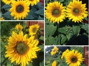 Save Sunflower Seeds