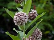 Common Milkweed Butterfly Weed