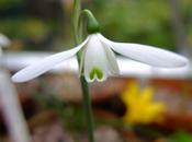 Greenhouse Delights