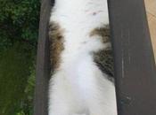 More Cats Tight Places!