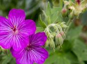 Sticky Geranium Viscosissimum