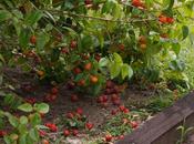Health Nutritional Benefits Surinam Cherries