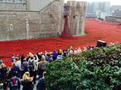 Visit Tower London Poppies Please Reblog This Post