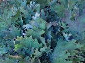 Super Crispy Kale Chips