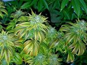 Marijuana Well Election Night