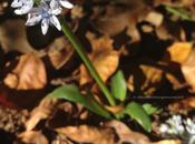 Pleasure Finding Things Out: Scilla Lingulata
