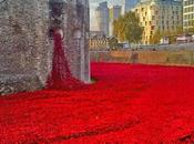 Poppies Moat
