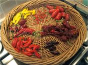 Saving Chilli Seeds