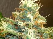 Will Nevada Next State Legalize Marijuana