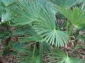 Trachycarpus Wagnerianus