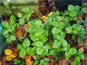 Tidying-up Strawberries