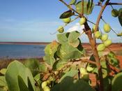 Benefits Gubinge Kakadu Plum Skin, Hair Health