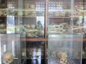 DAILY PHOTO: Bone Room