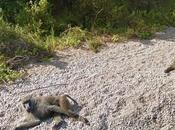 Meet Chimpanzees Gombe, Tanzania Through Google Street View