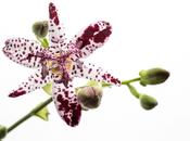 Studio Toad Lilies