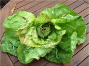 Harvest Monday 17th November 2014